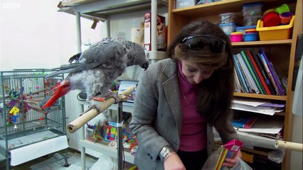 Parrot vs Child- The Intelligence Test - Extraordinary Animals