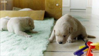 Puppy opens its eyes for the first time - Puppy Senses - Secret Life of Dogs - Earth