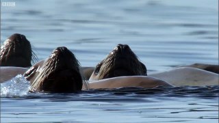 Orcas Attack Sea lion - Nature 39s Great Events