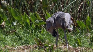 Shoebill Chick Reveals Darkside  - Africa
