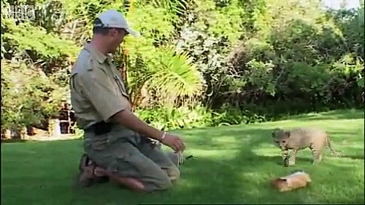 Teaching cheetah cubs to play - hunt - Cheetahs