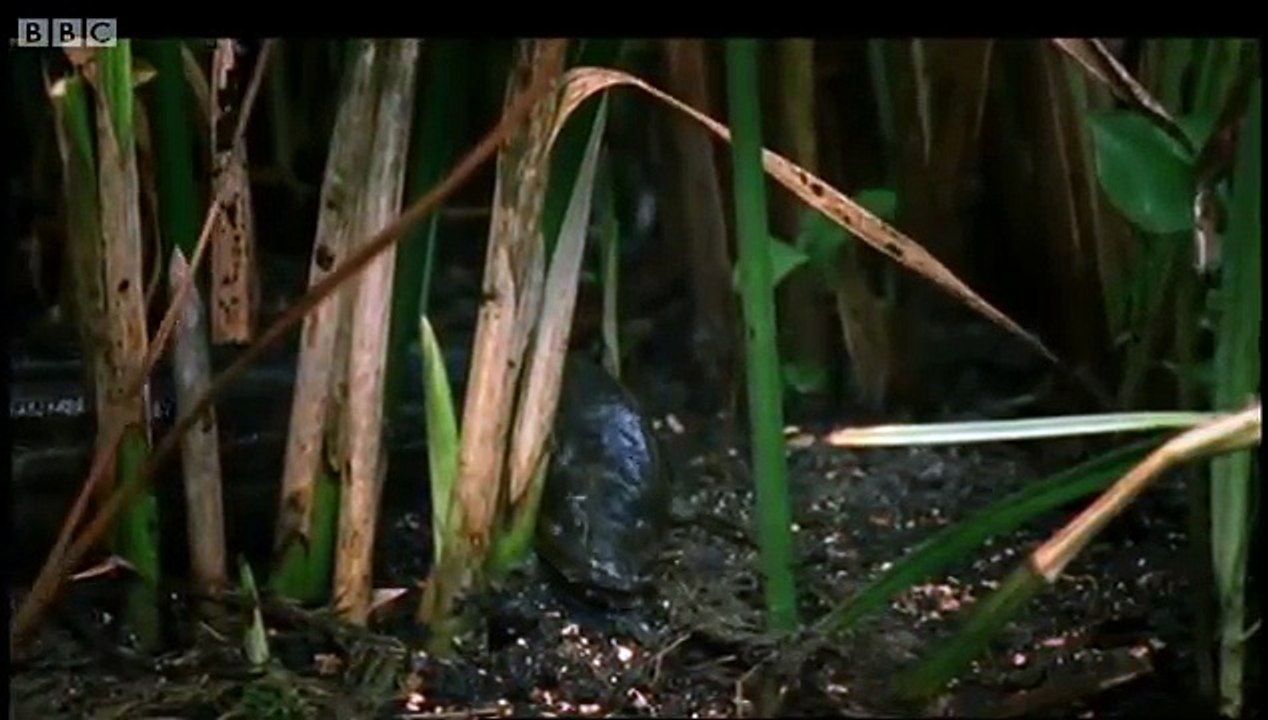 The Lung Fish - Nile