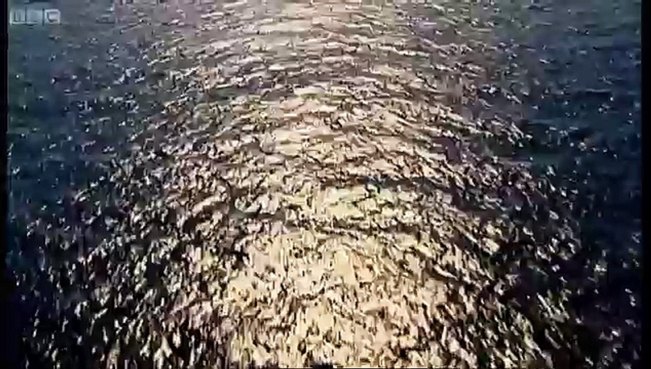 Weird creatures feed on plankton - Blue Planet