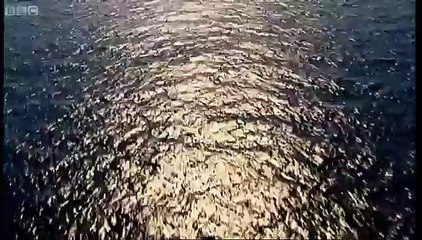 Weird creatures feed on plankton - Blue Planet