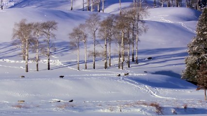 Wolves Unable to Separate After Sex - Animal Attraction