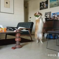 Un chien pret pour noel! Ahaha