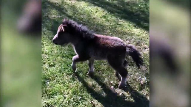 Ce mini cheval est juste adorable!