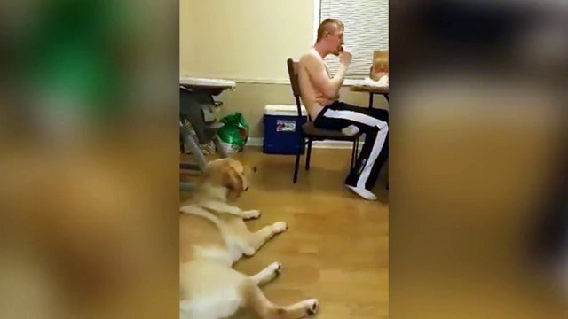 Je te regarde discretement manger... Chien adorable