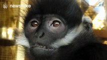 Newborn François' langur monkeys at Twycross zoo