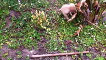 6 Weeks Golden Retriever Puppies