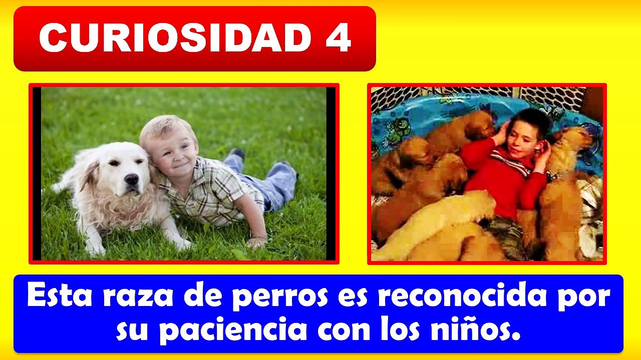 10 Curiosidades sobre el Golden Retriever