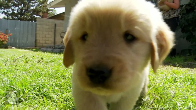 80 Seconds of Adorable Golden Retriever Puppies