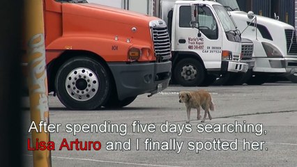 A scared Golden Retriever panics during her rescue. Her reaction once she was saved is amazing!