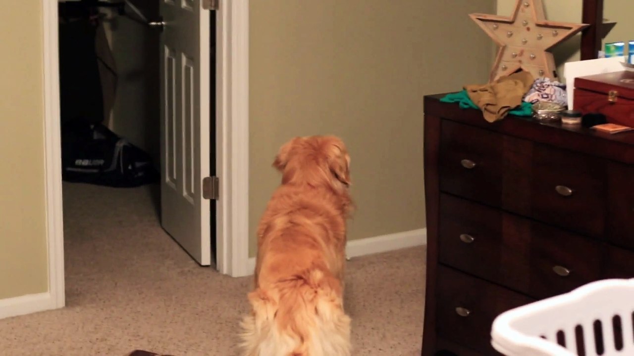 Adorable Golden Retriever Welcomes Marine Home