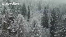 Snow covered forest in Pisa, Italy