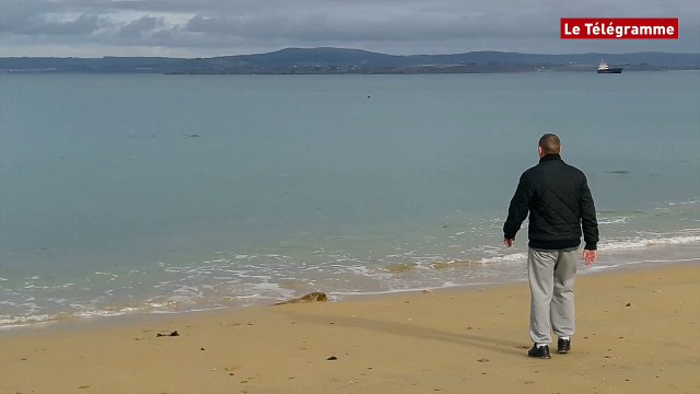 Douarnenez. Un dauphin fait sensation au Rosmeur