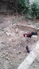Chicken vs Bird Serious fight.