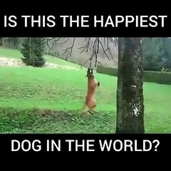 Conheça o cão mais feliz do mundo que fez dum galho de árvore num belo baloiço