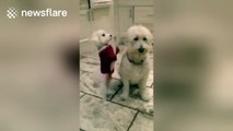 Very patient dog ignores playful brother