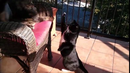 Uyuyan Arkadaşını Uyandıran Kedi