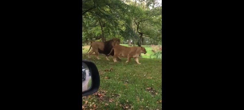 Le bébé vomit quand il voit un lion dans un zoo
