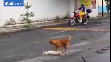 Vefalı Köpeğin Duygulandıran Hareketi - Zapkolik