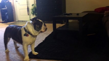 English Bulldog tries to catch fart noises
