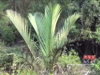 সাতক্ষীরায় অস্ত্রসহ ২ বনদস্যু আটক