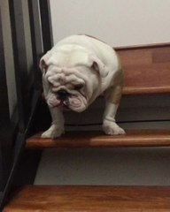Bulldog argues with owner about going down the stairs