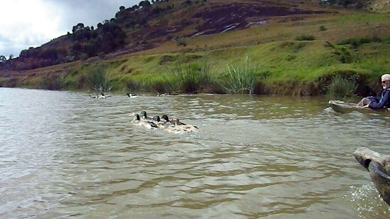 les canards