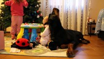 Baby gives Doberman Dog laughs and hugs - Dog loves Baby Compilation