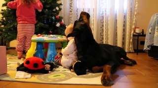 Baby gives Doberman Dog laughs and hugs - Dog loves Baby Compilation