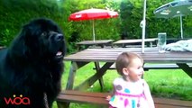 Baby loves Newfoundland Dog so they are happy together - Dog loves Baby Compilation