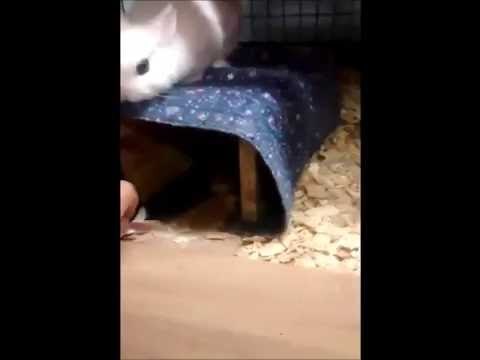 There Can Only Be One Cute Bunny in This Household