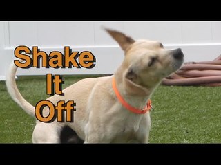 Shelter Dogs Shake It Like a Polaroid Picture