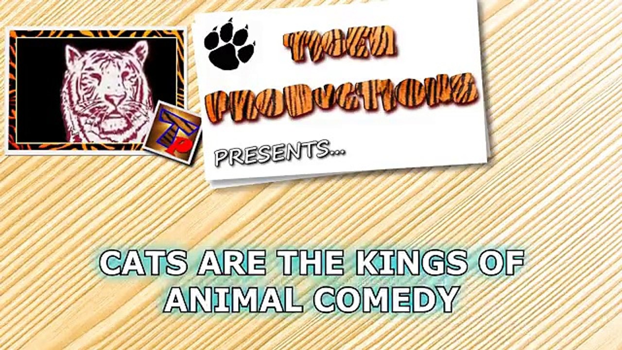 Cats_are_the_kings_of_animal_comedy_Funny_cat_compilation