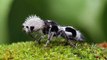 Los 20 insectos mas raros del planeta