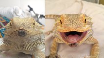 Rescued bearded dragon smiles for the camera