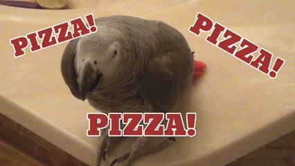 Einstein the parrot vocally asks for pizza