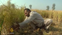 India's cash crisis: Farmers struggle to pay workers