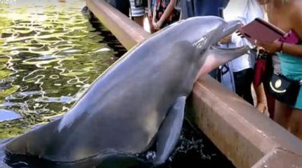 Dolphin Steals Girl's iPad - Amazing Funny Video