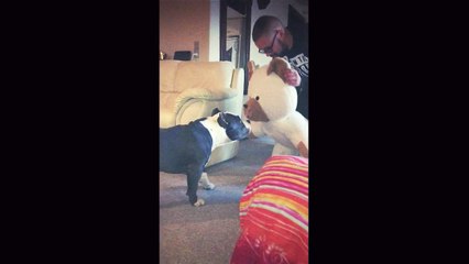 American Bulldog scared of birthday present