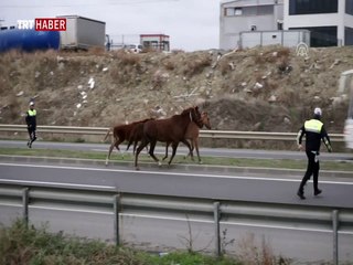 Yola çıkan atlar sürücülere zor anlar yaşattı