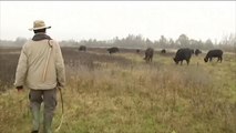 هذا الصباح - مبادرة بأوكرانيا لإعادة توطين أبقار الكربات