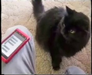 Muertos de risa: Gatos (2)