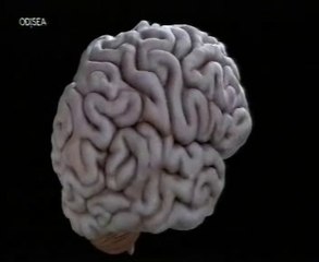 Dopamina: Psicologia de la codicia (Acaparamiento compulsivo)