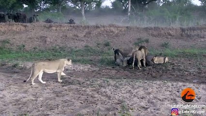 Búfalo sobrevive debido a indecisión de sus captores