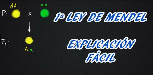 1ª LEY DE MENDEL: EXPLICACIÓN