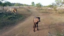 Lion kills small buffalo at Junagadh