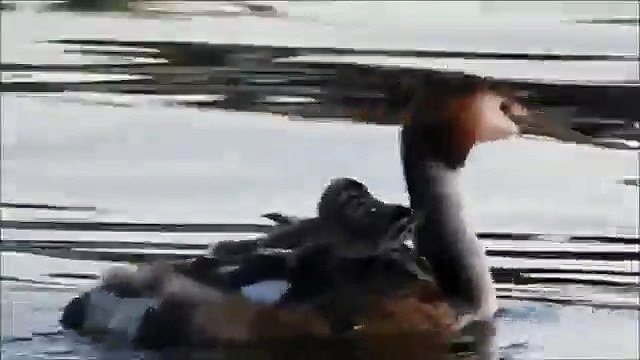 anne ördek ve yavruları